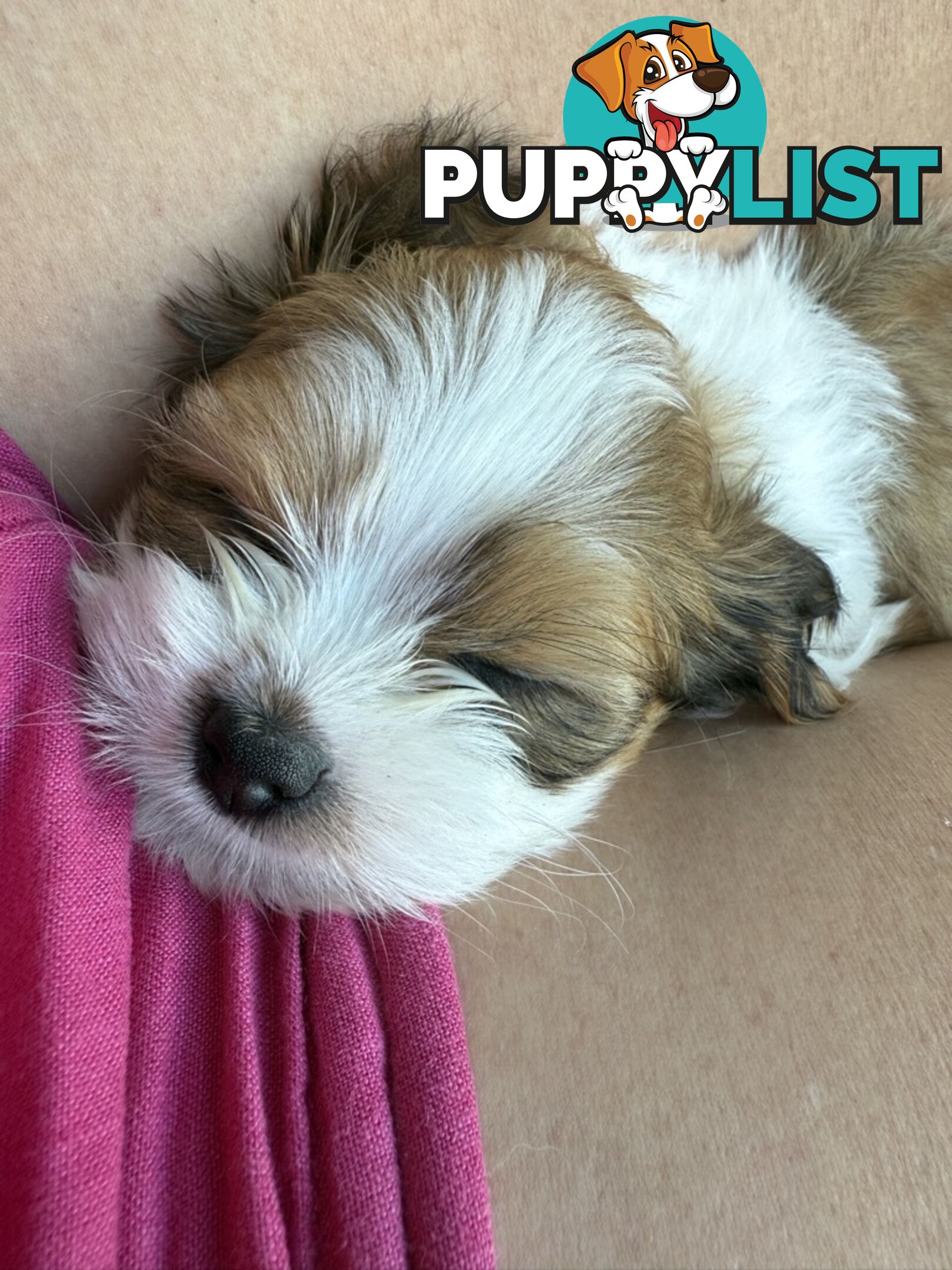 2 Gorgeous Lhasa Apso puppies ready on 13 June