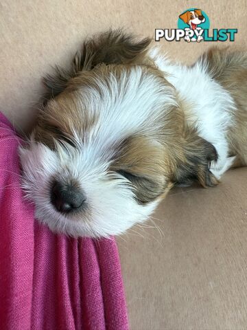 2 Gorgeous Lhasa Apso puppies ready on 13 June