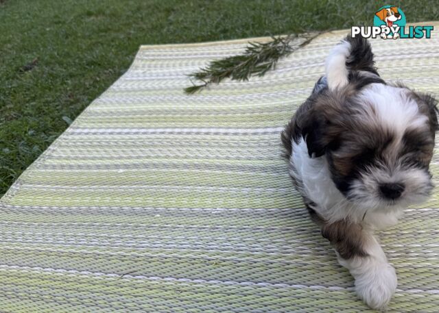 2 Gorgeous Lhasa Apso puppies ready on 13 June
