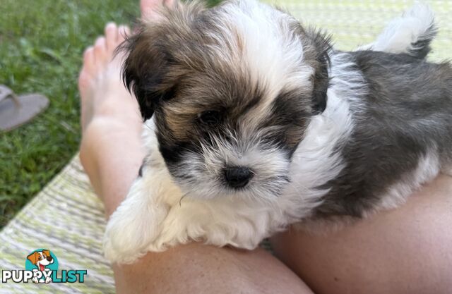 2 Gorgeous Lhasa Apso puppies ready on 13 June