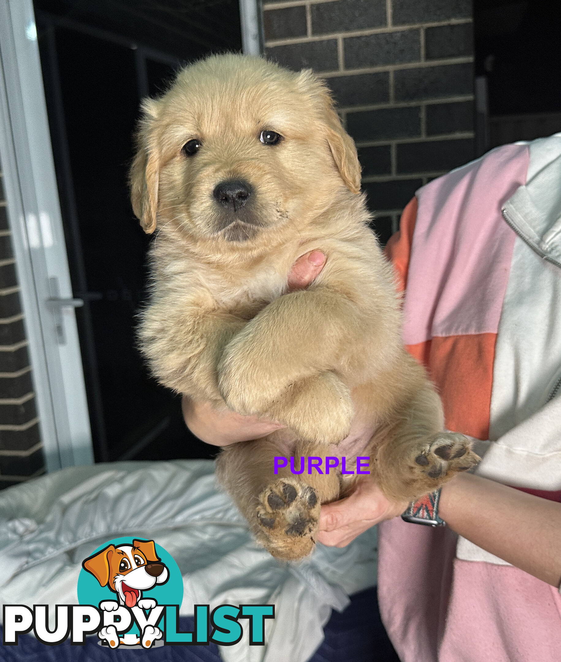 Golden Retriever