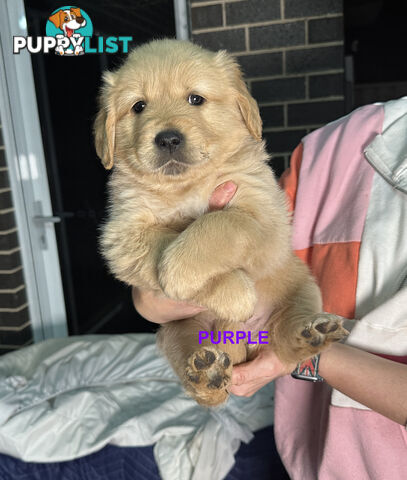 Golden Retriever