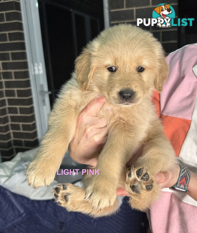 Golden Retriever
