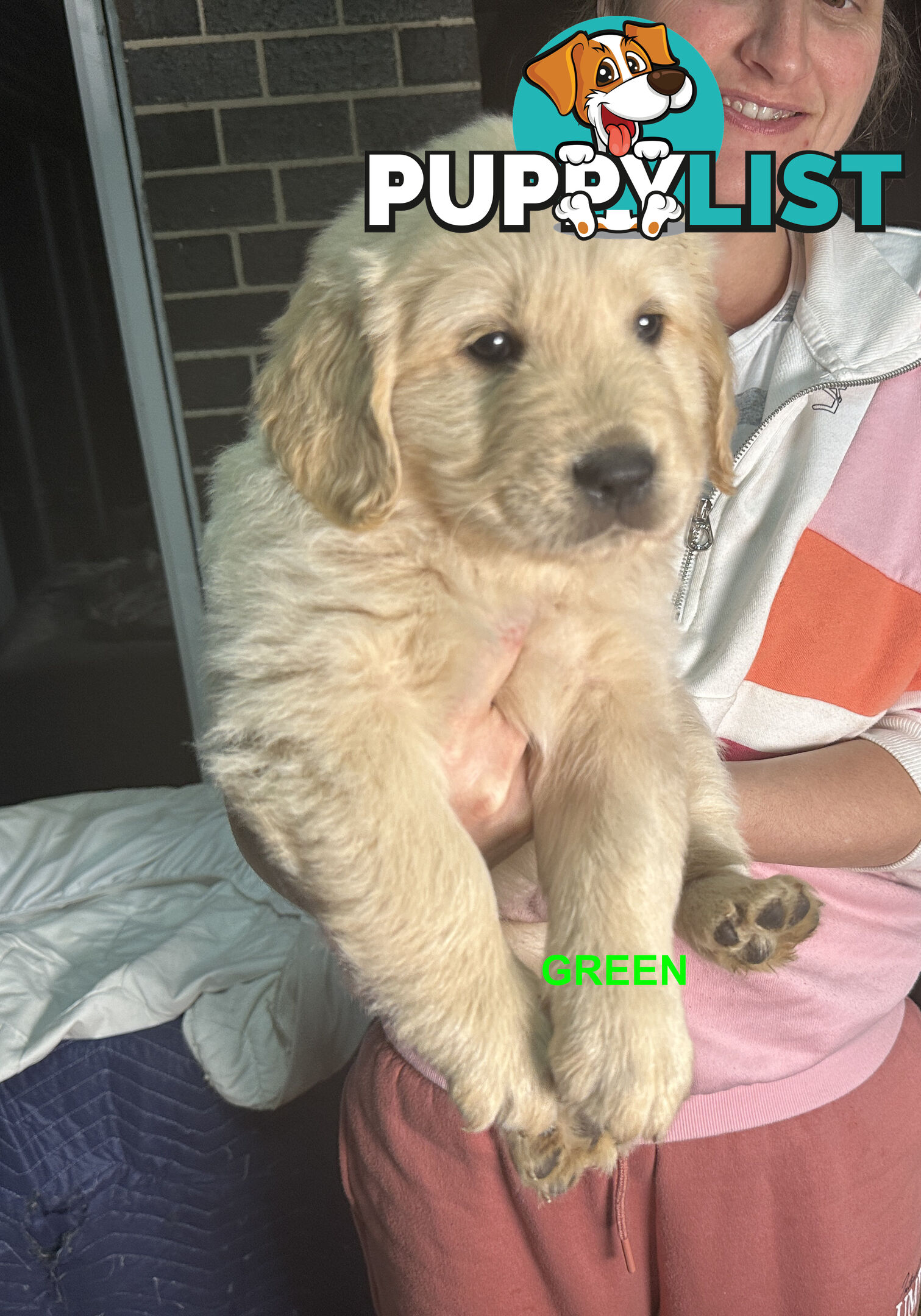 Golden Retriever