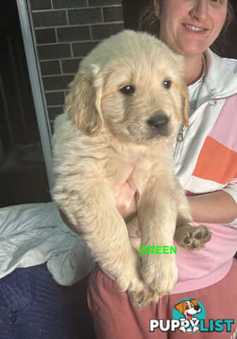 Golden Retriever