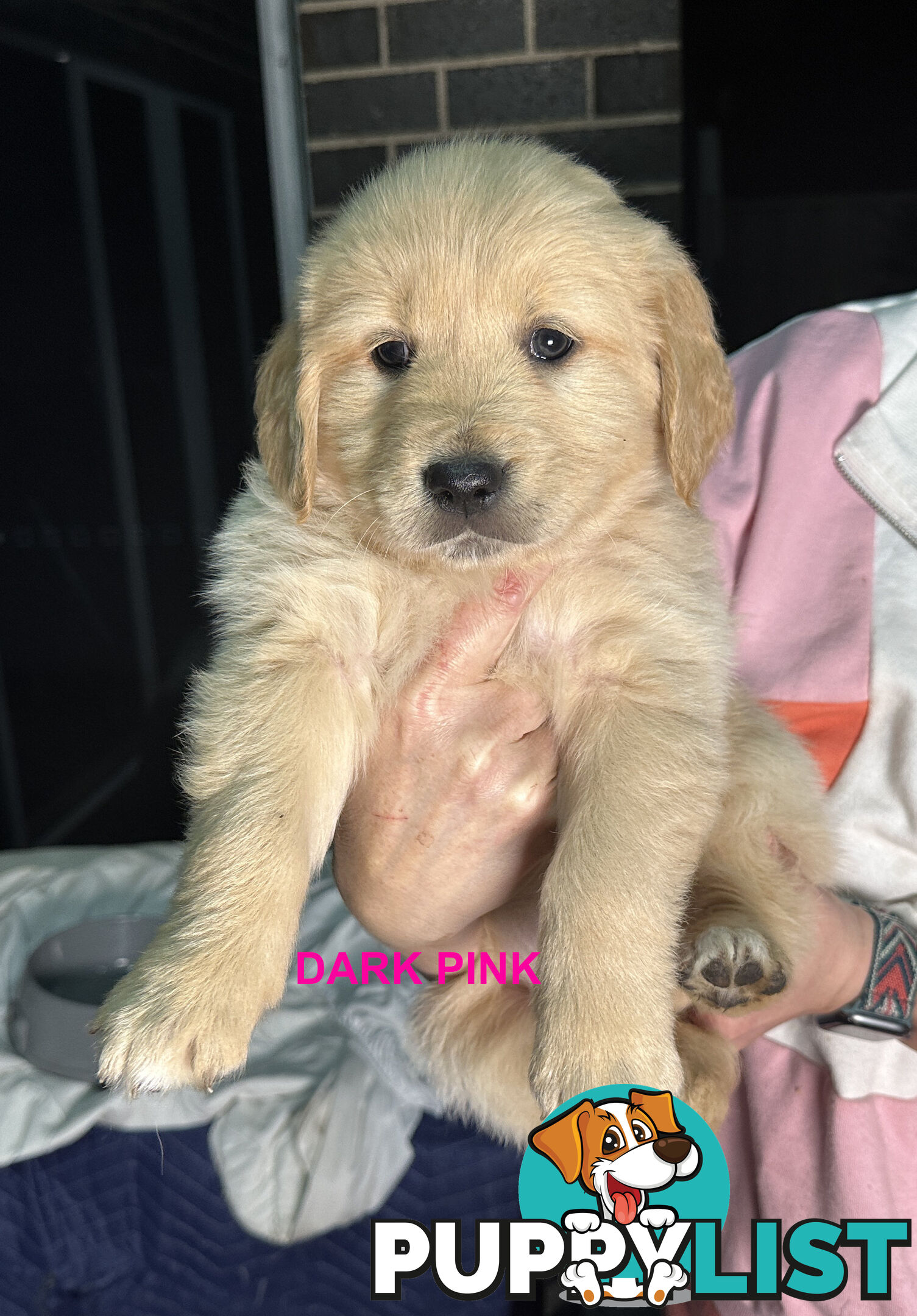 Golden Retriever