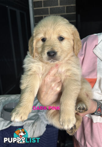 Golden Retriever
