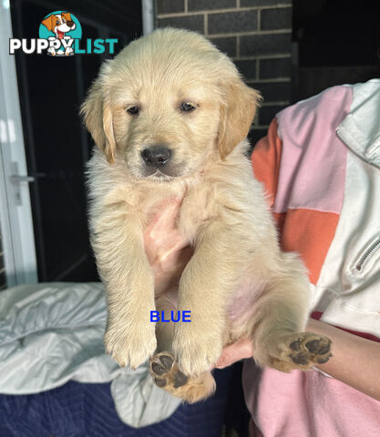 Golden Retriever