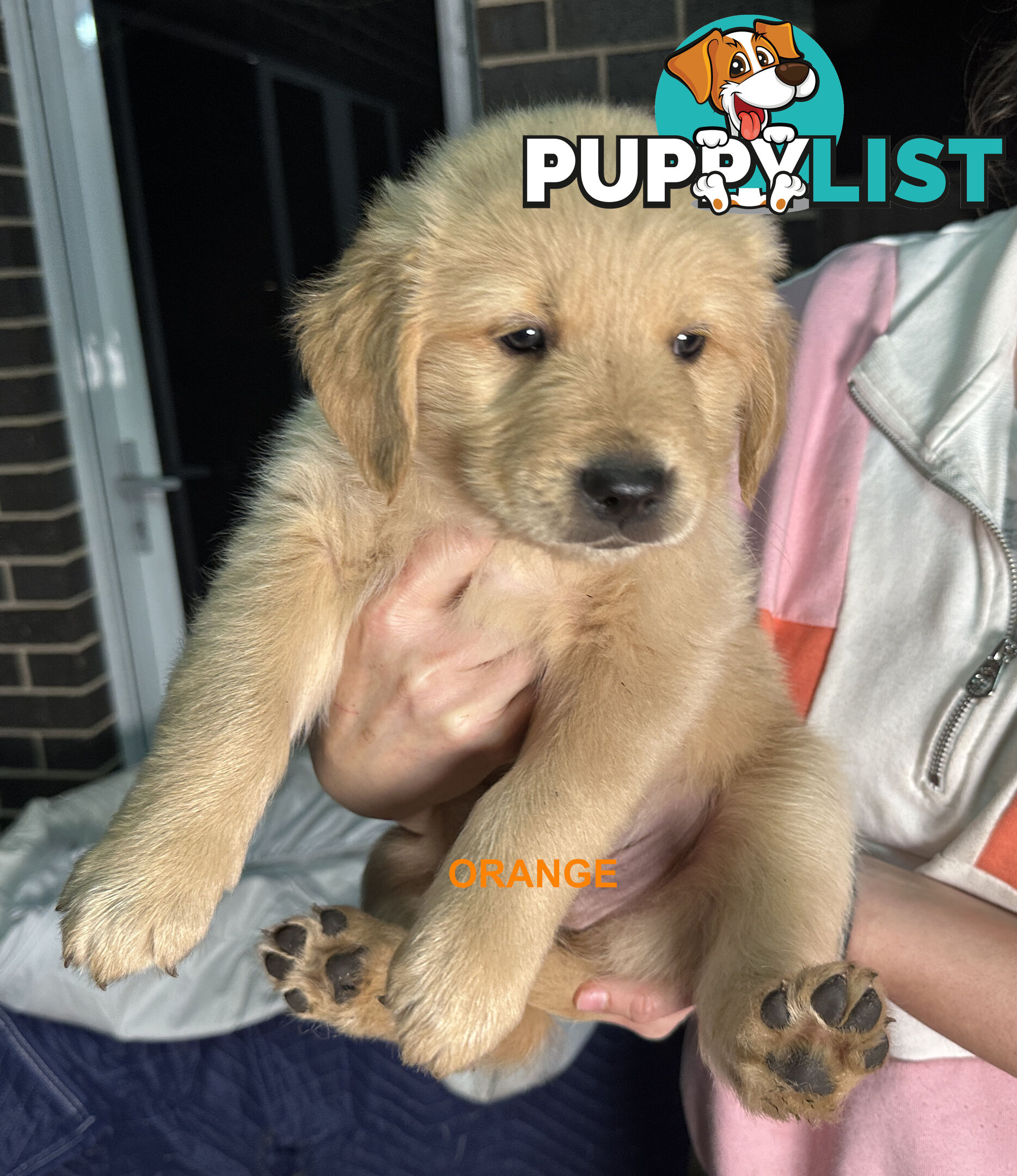 Golden Retriever