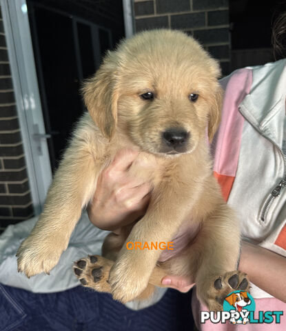 Golden Retriever