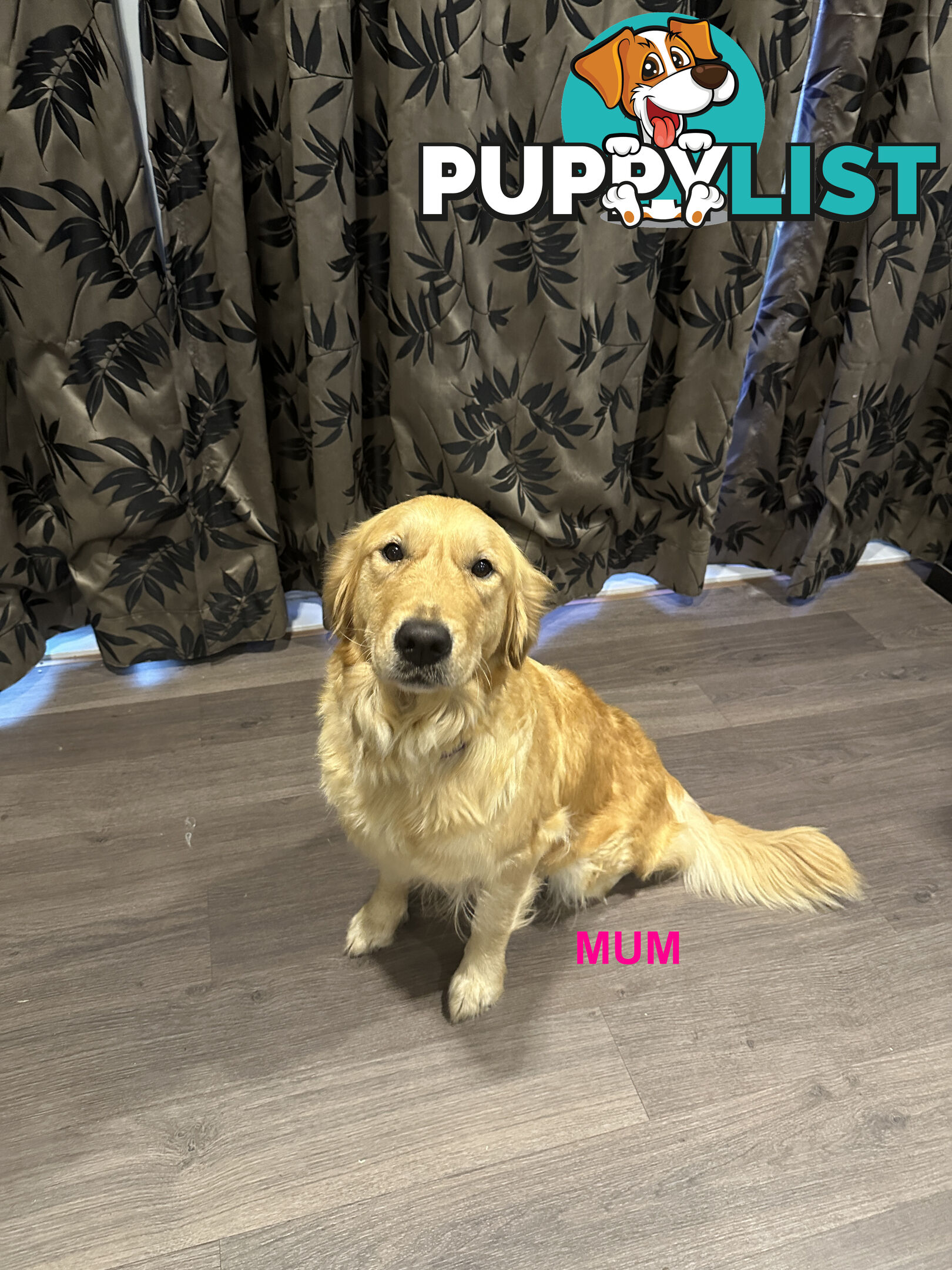 Golden Retriever
