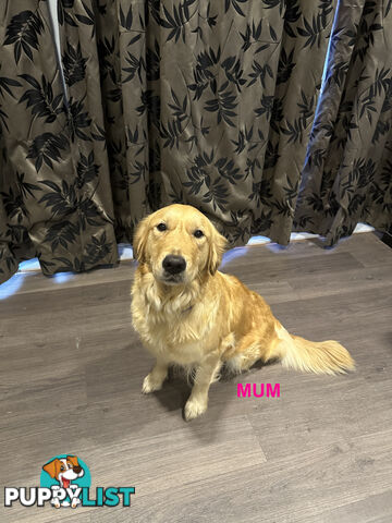 Golden Retriever