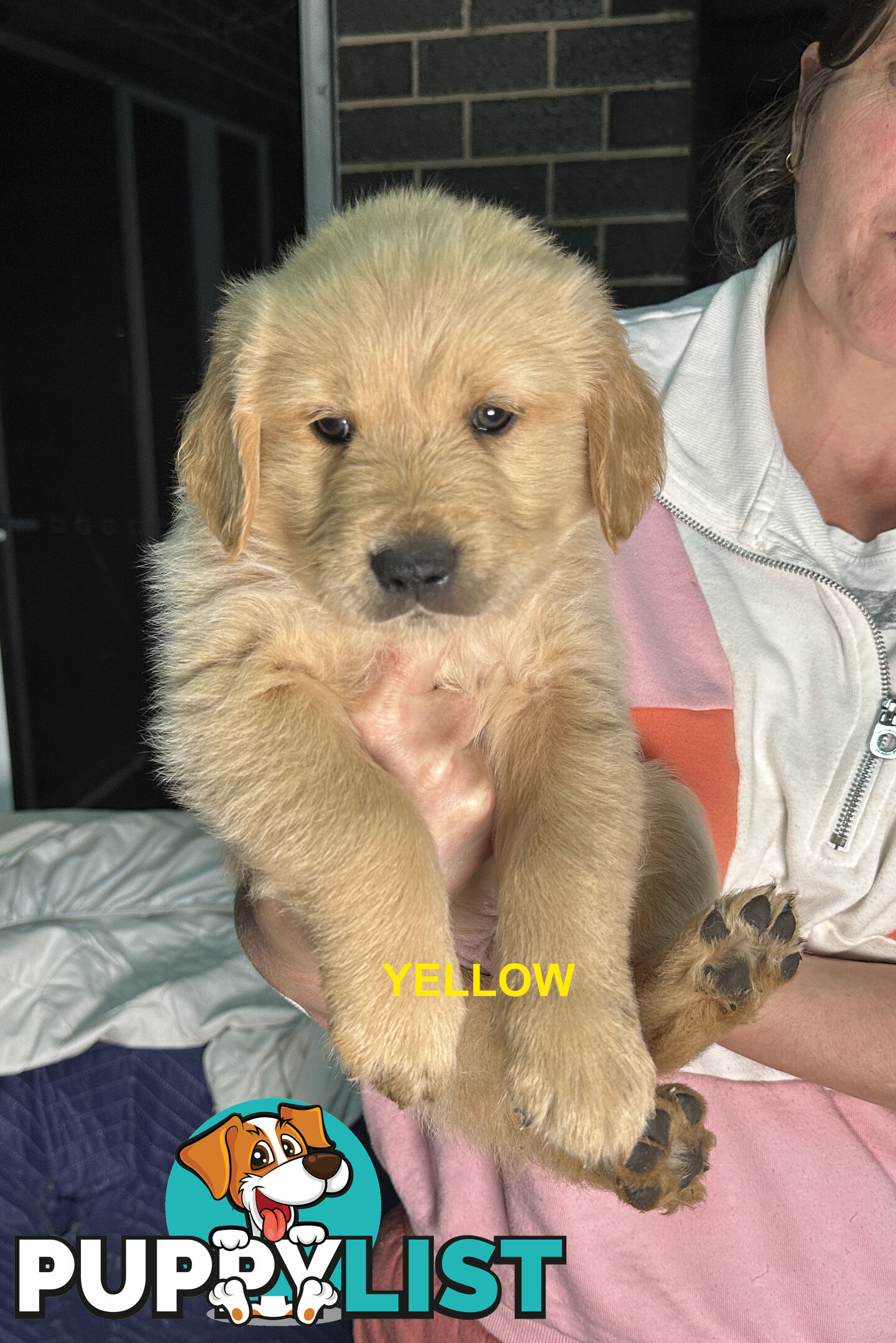Golden Retriever