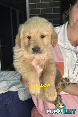 Golden Retriever