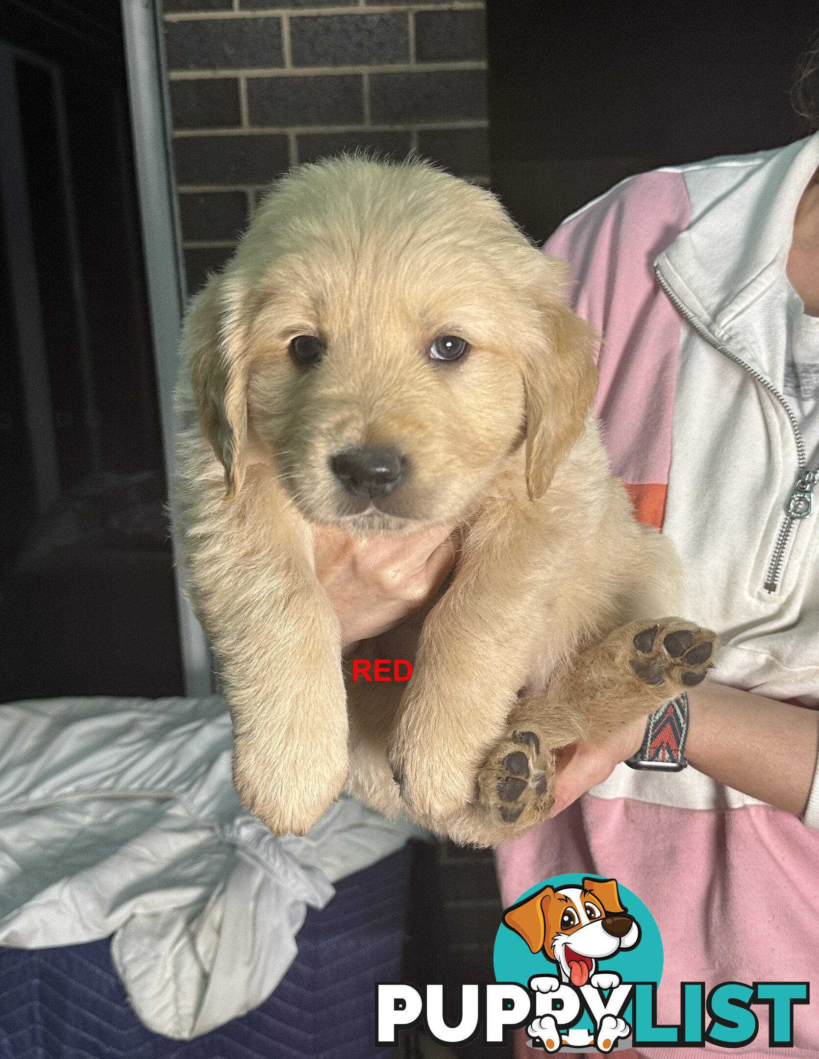 Golden Retriever