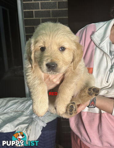 Golden Retriever