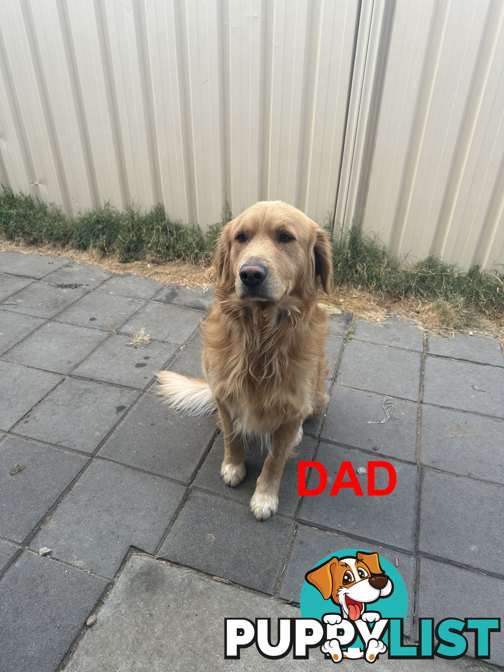 Golden Retriever