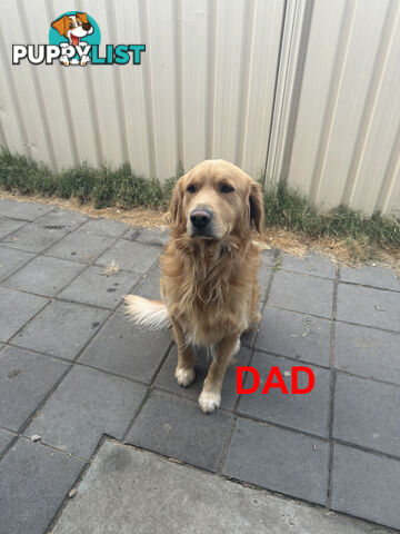 Golden Retriever