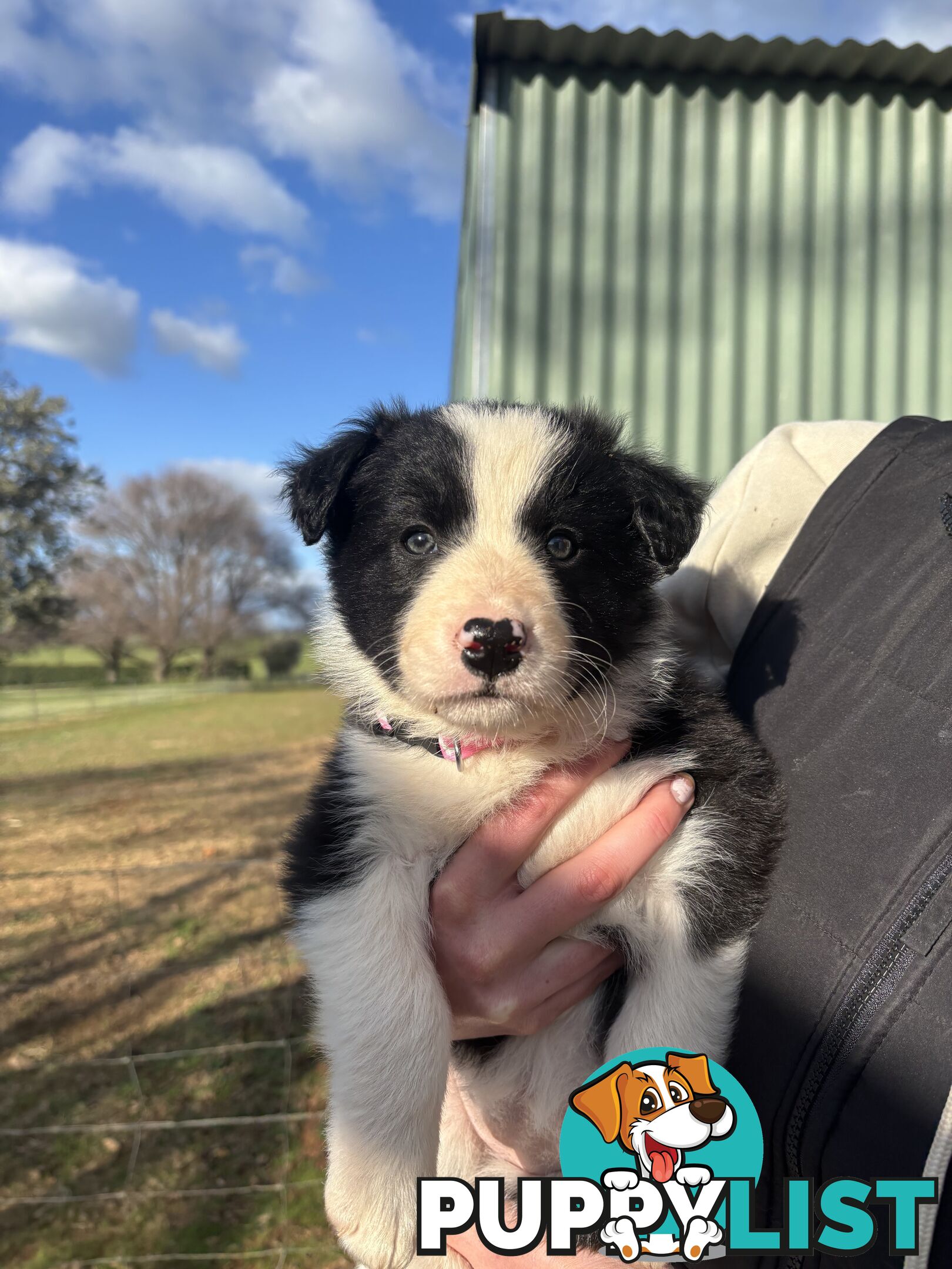 Purebred long haired Boarder Collie puppies