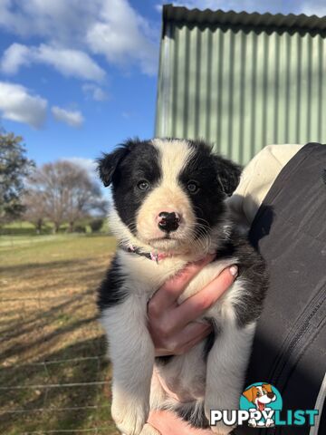 Purebred long haired Boarder Collie puppies