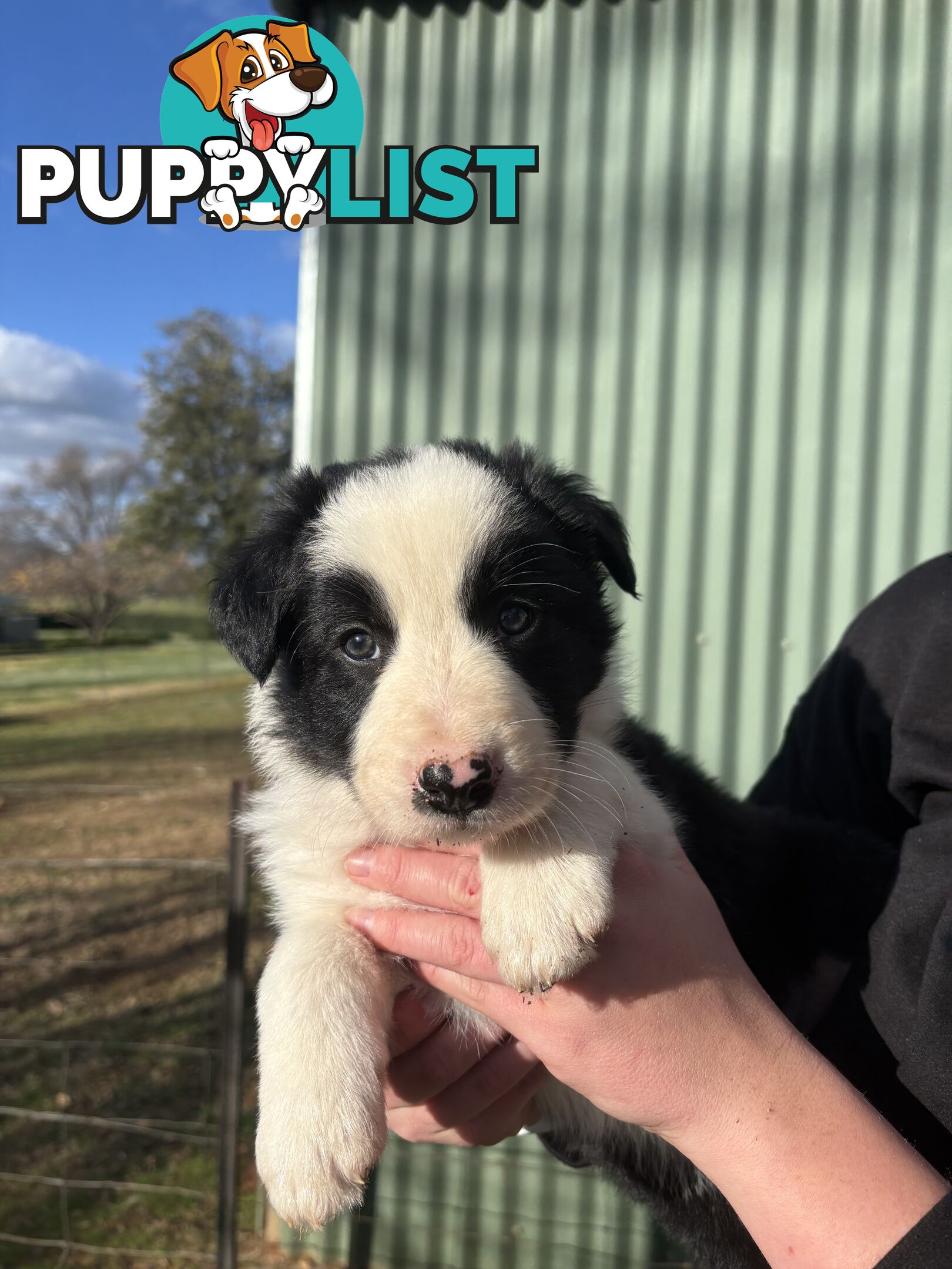 Purebred long haired Boarder Collie puppies