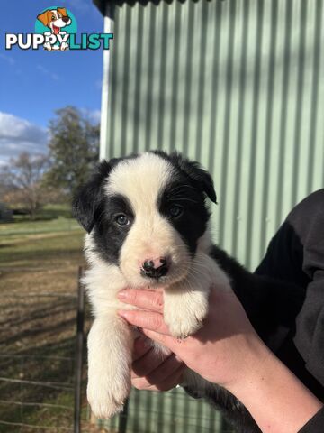 Purebred long haired Boarder Collie puppies