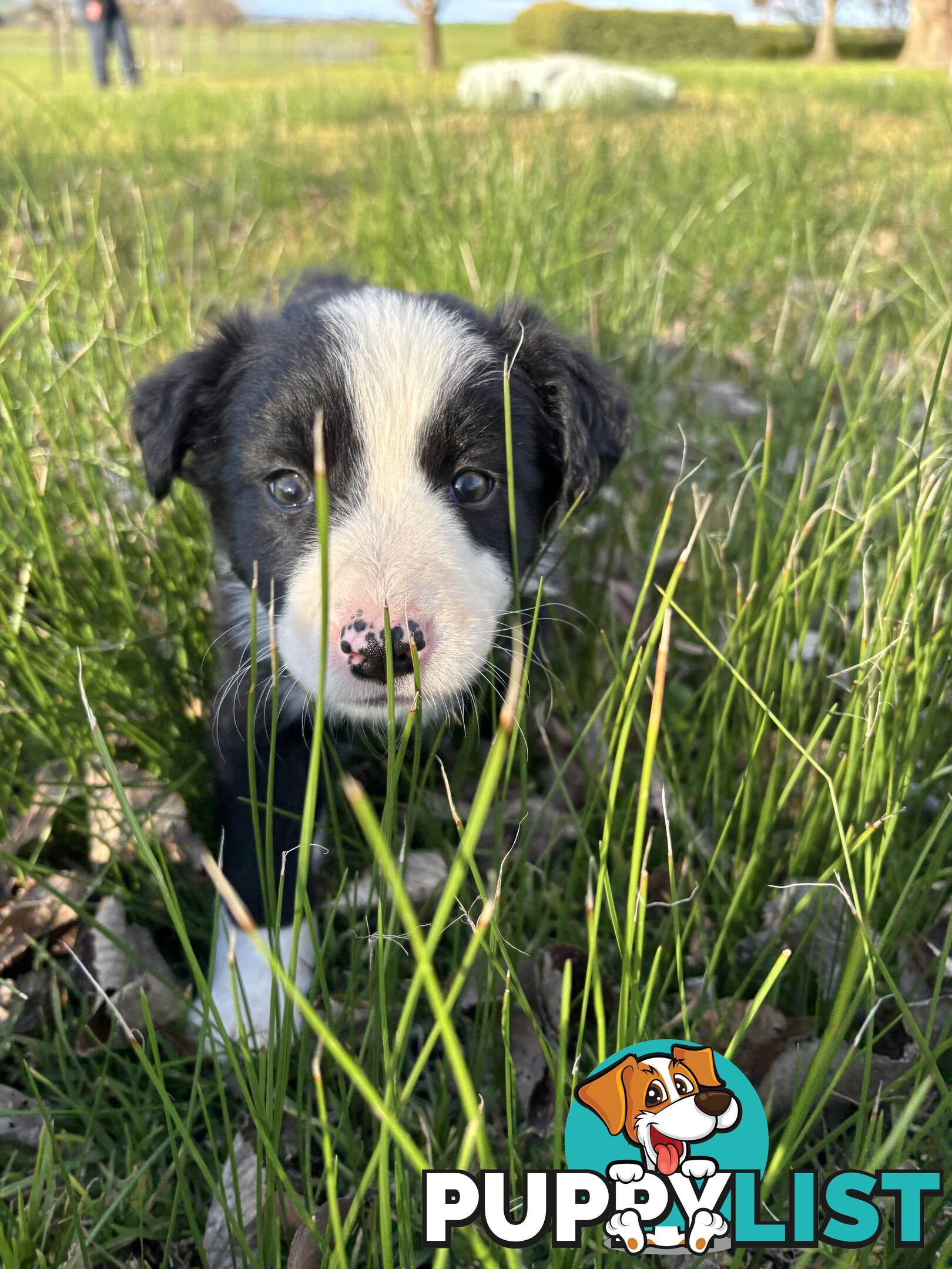 Purebred long haired Boarder Collie puppies