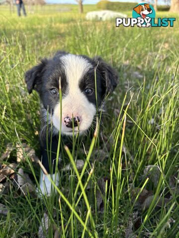 Purebred long haired Boarder Collie puppies