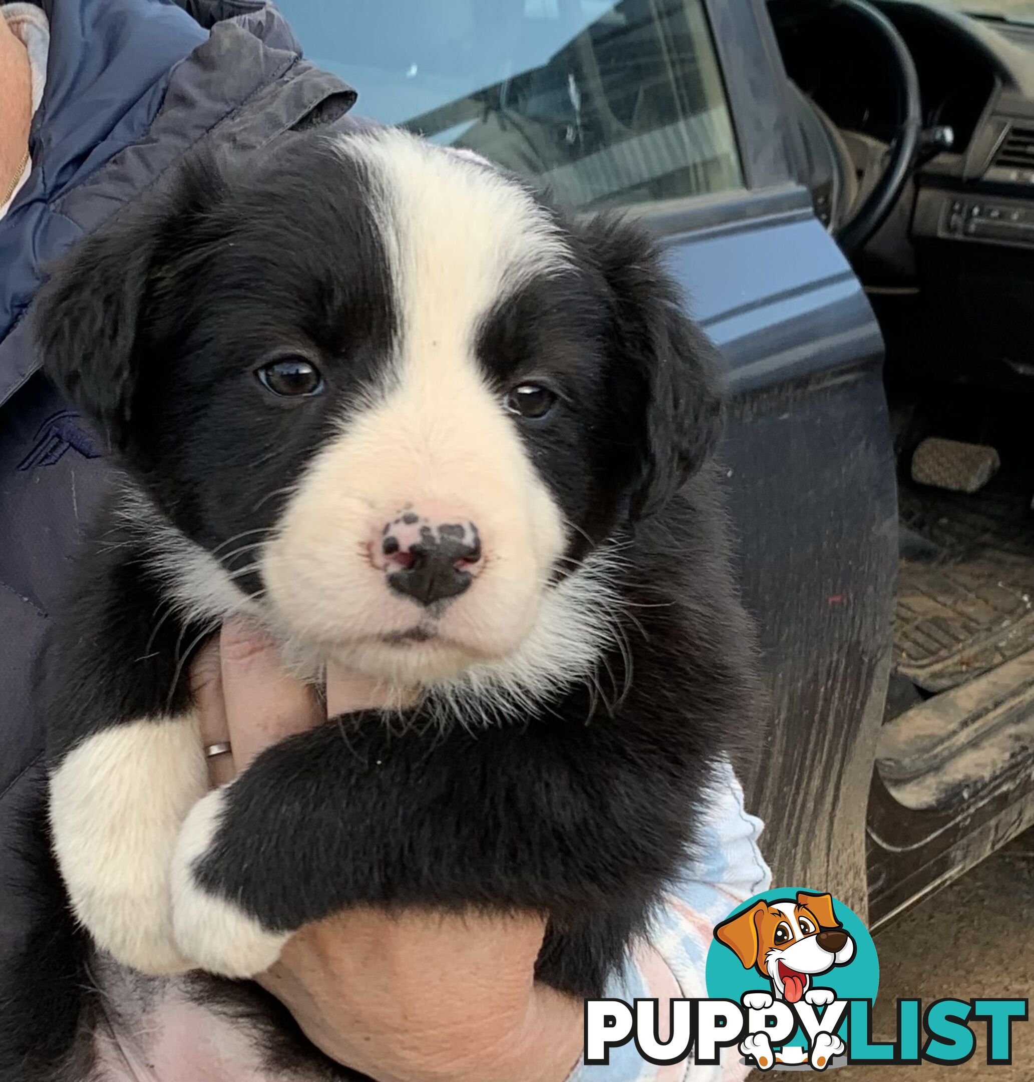 Purebred long haired Boarder Collie puppies