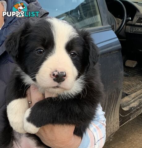 Purebred long haired Boarder Collie puppies