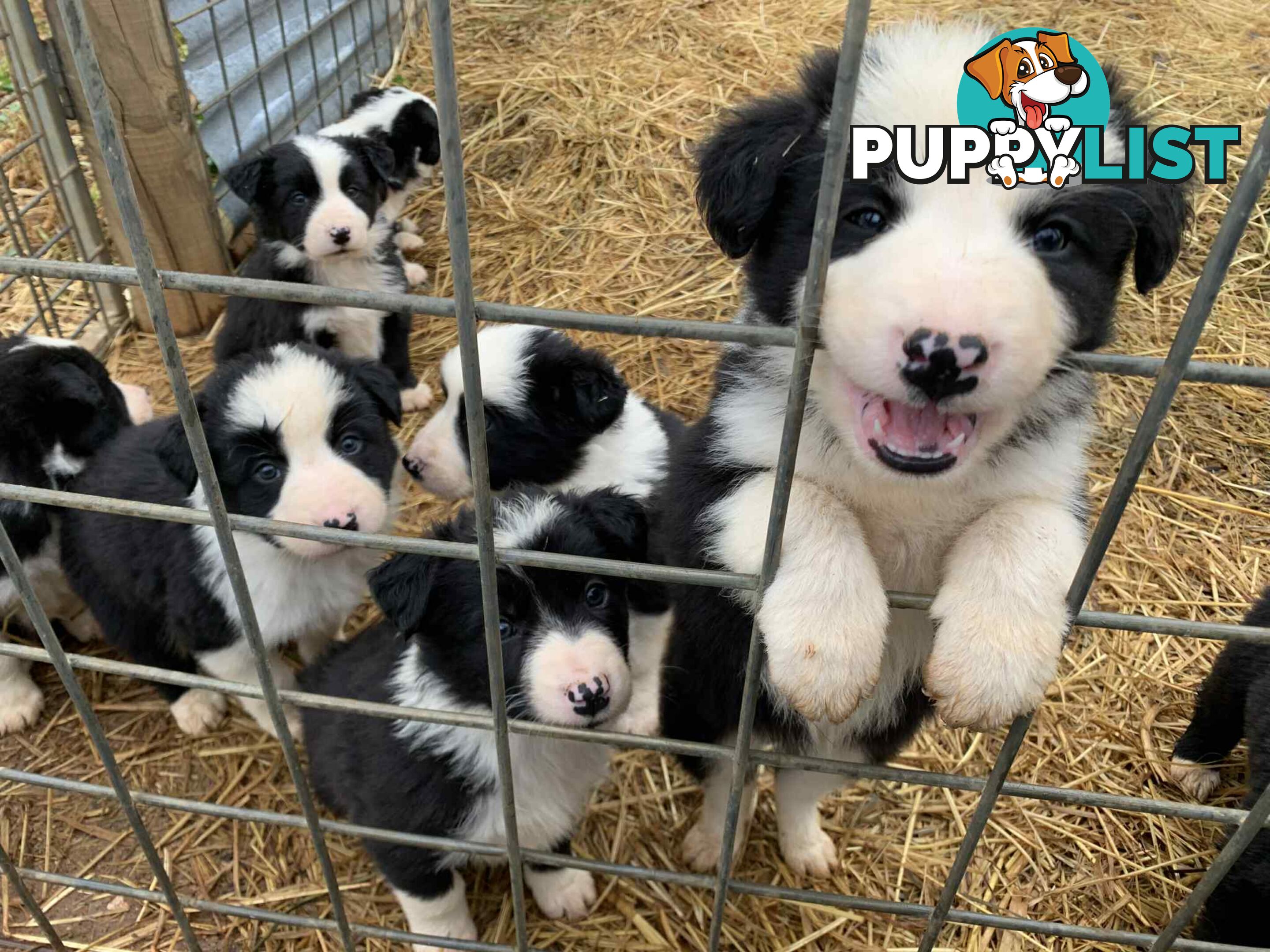 Purebred long haired Boarder Collie puppies