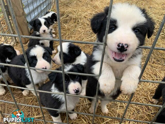Purebred long haired Boarder Collie puppies