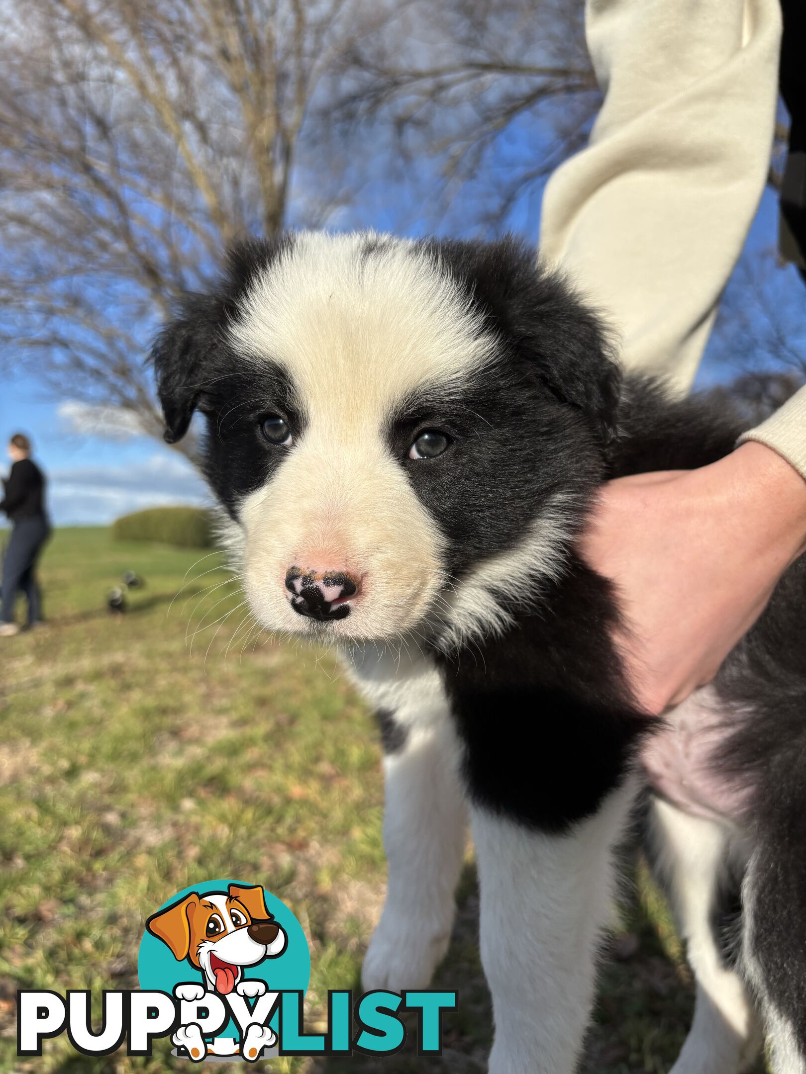 Purebred long haired Boarder Collie puppies