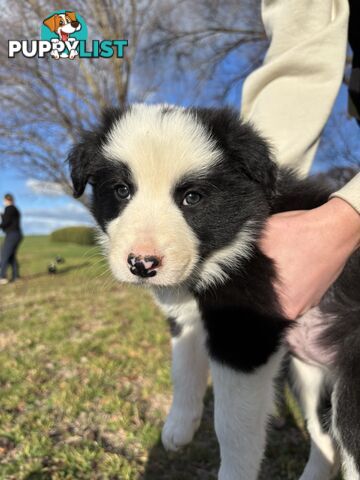 Purebred long haired Boarder Collie puppies