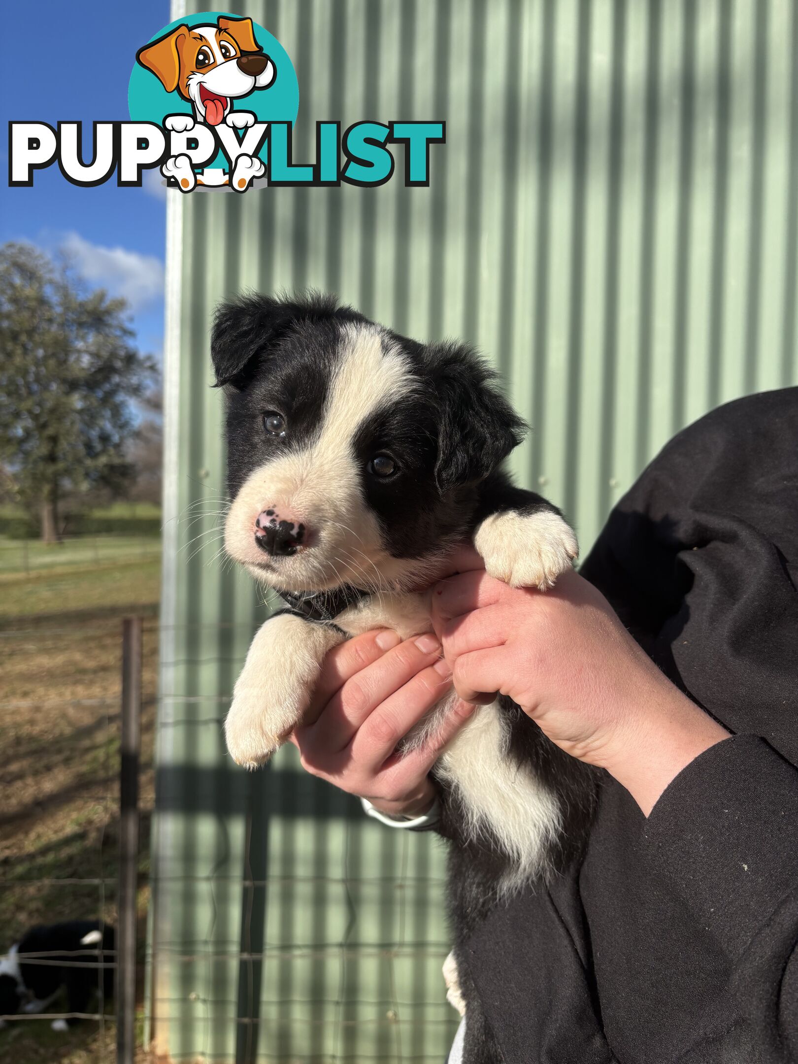 Purebred long haired Boarder Collie puppies