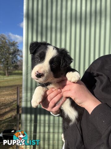 Purebred long haired Boarder Collie puppies