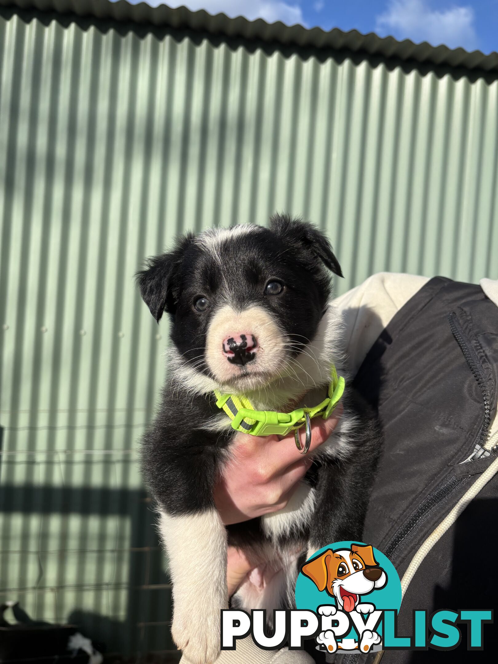 Purebred long haired Boarder Collie puppies