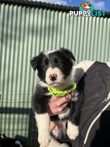 Purebred long haired Boarder Collie puppies