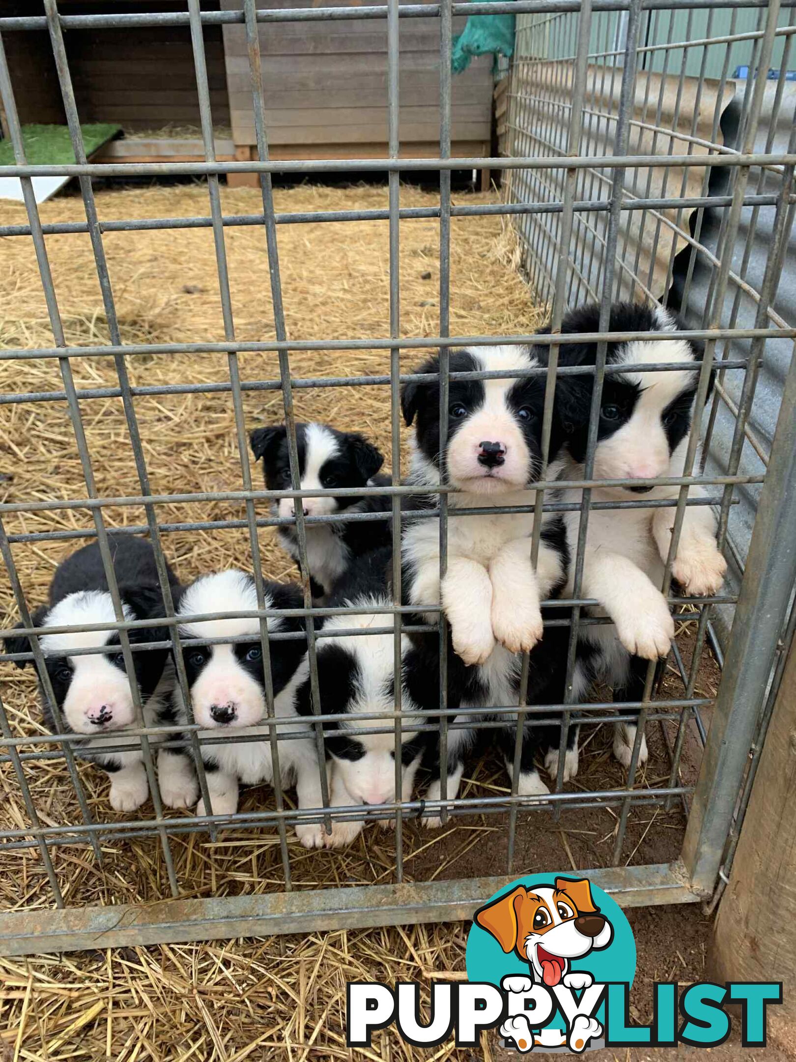 Purebred long haired Boarder Collie puppies