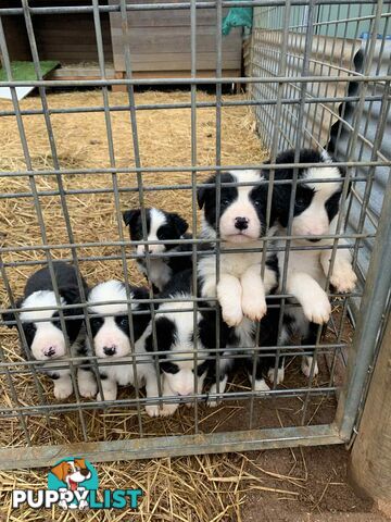 Purebred long haired Boarder Collie puppies