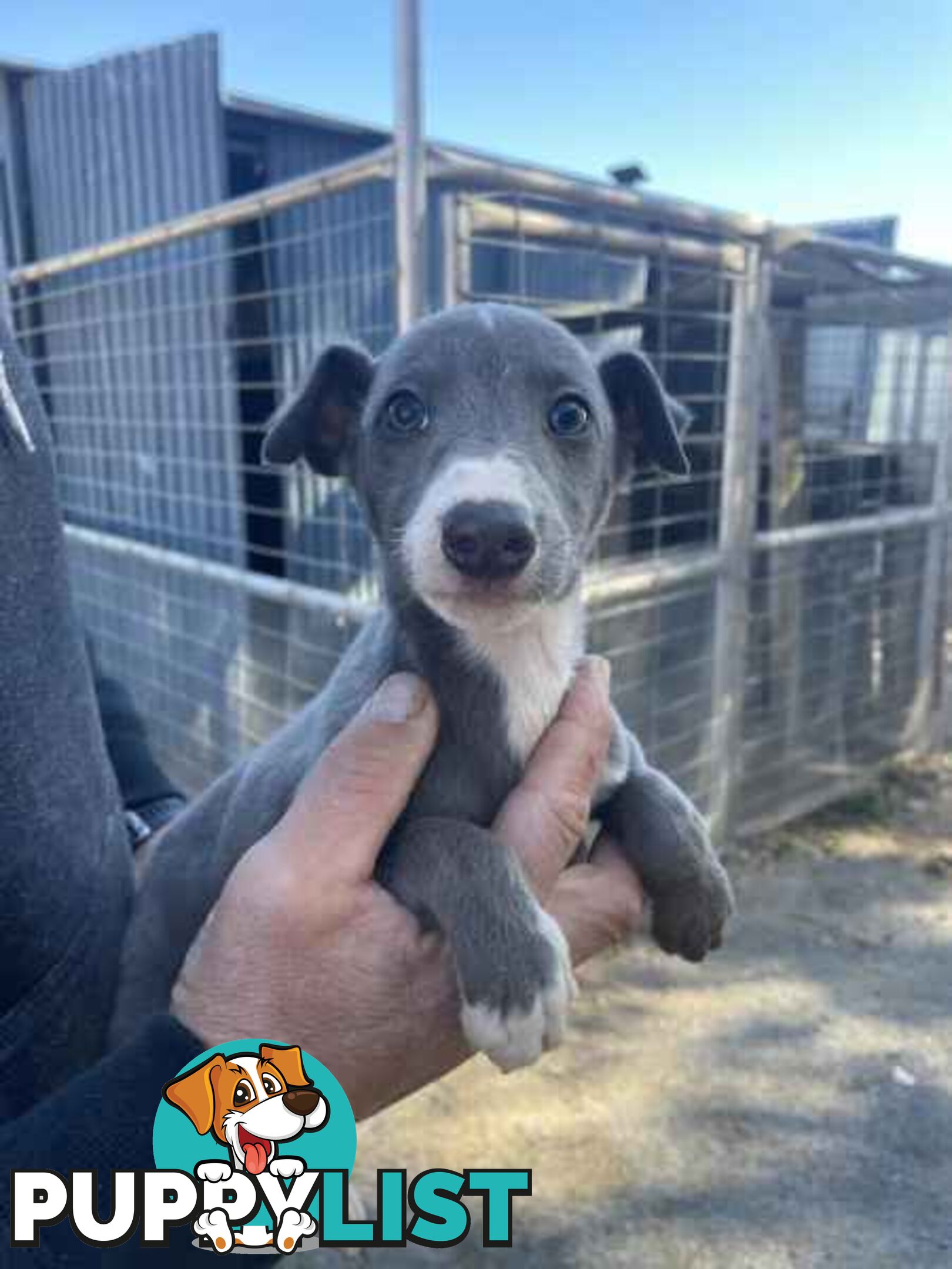 Whippet x maremma