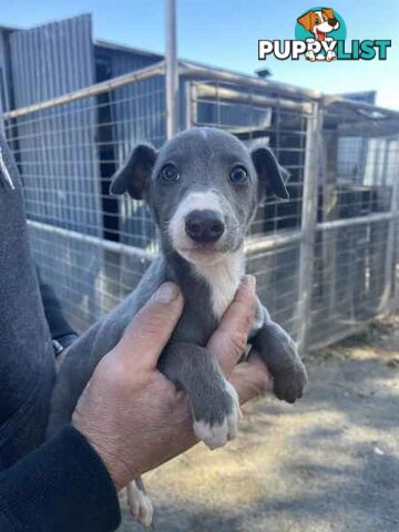 Whippet x maremma