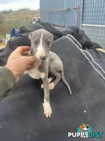 Whippet x maremma