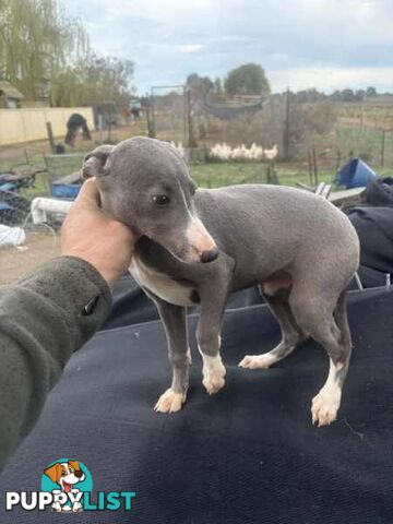 Whippet x maremma