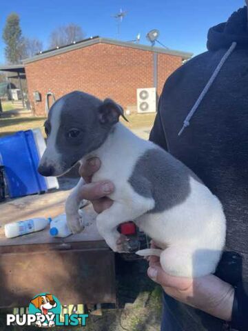 Whippet x maremma