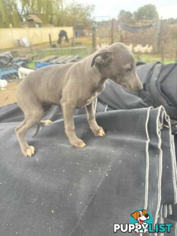 Whippet x maremma