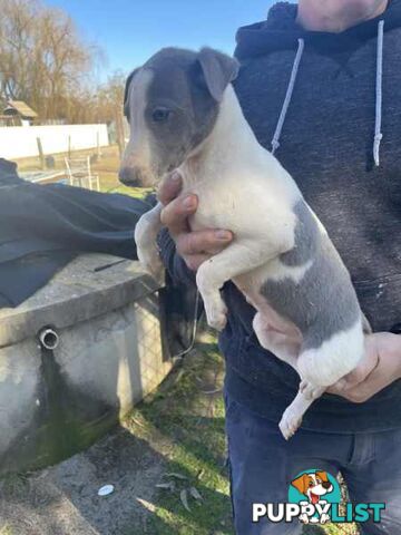 Whippet x maremma