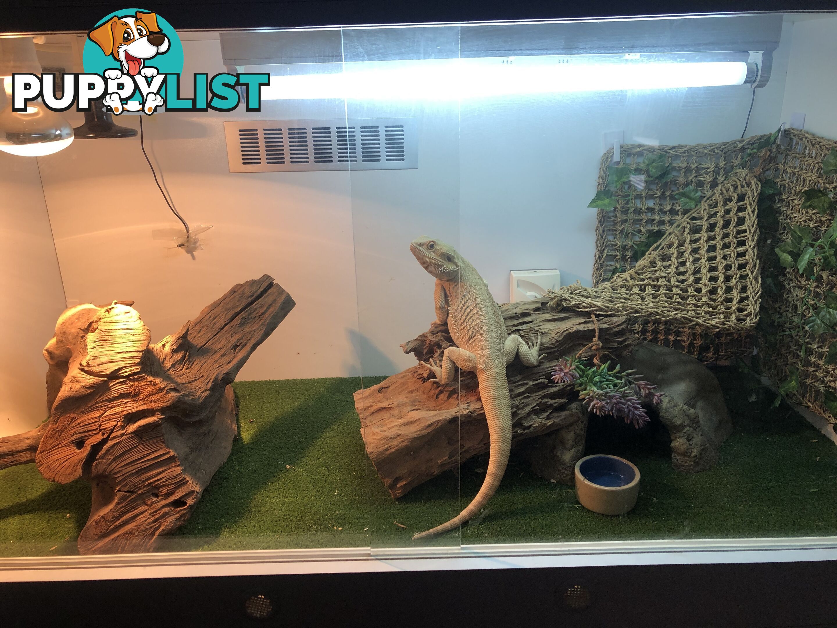 Bearded dragon and complete set up