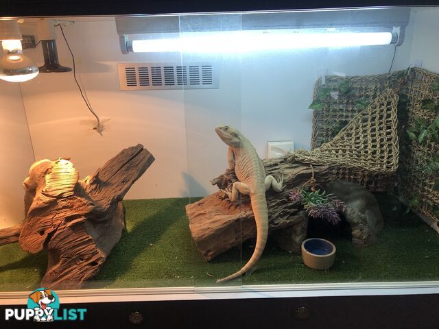 Bearded dragon and complete set up