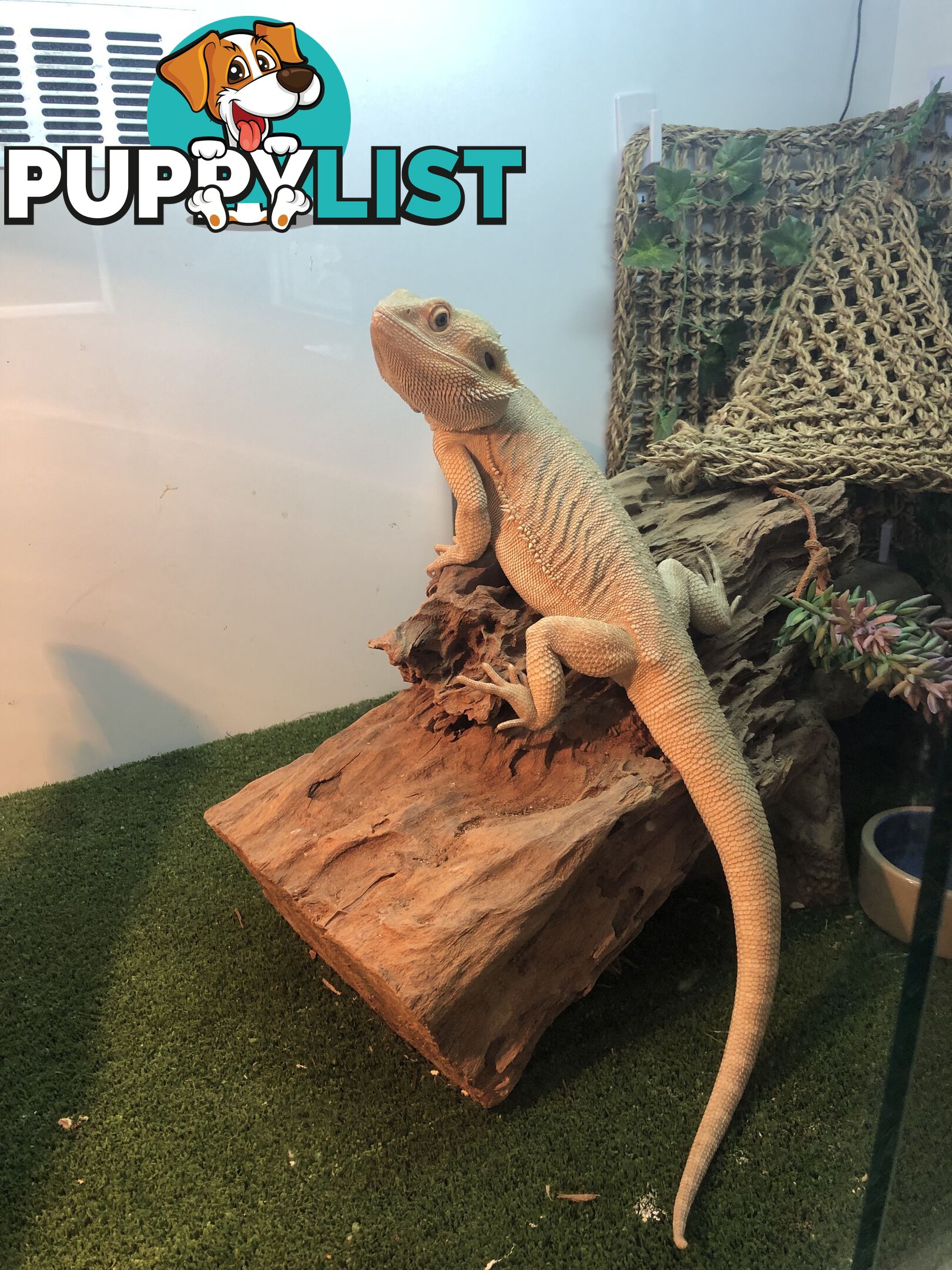 Bearded dragon and complete set up